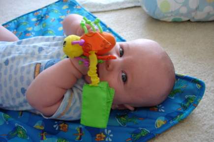 tedbug